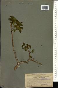 Фисташка атлантическая Desf., Кавказ, Азербайджан (K6) (Азербайджан)