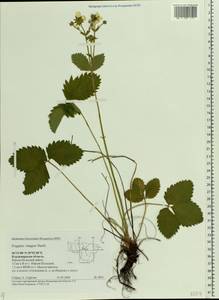 Fragaria ×ananassa (Weston) Rozier, Восточная Европа, Центральный район (E4) (Россия)