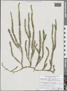 Spinulum annotinum subsp. annotinum, Восточная Европа, Центральный лесостепной район (E6) (Россия)