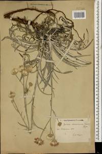 Наголоватка предкавказская (Sosn.) Iljin, Кавказ, Дагестан (K2) (Россия)