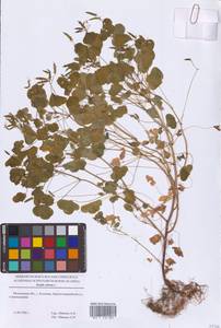 Кислица торчащая L., Восточная Европа, Московская область и Москва (E4a) (Россия)