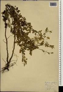 Tanacetum partheniifolium (Willd.) Sch. Bip., Зарубежная Азия (ASIA) (Турция)
