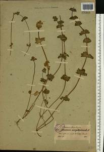 Яснотка стеблеобъемлющая L., Восточная Европа, Северо-Западный район (E2) (Россия)