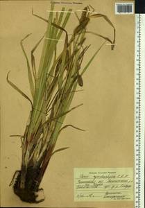 Carex utriculata Boott, Сибирь, Прибайкалье и Забайкалье (S4) (Россия)