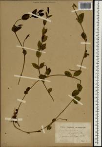 Барвинок травянистый Waldst. & Kit., Зарубежная Азия (ASIA) (Неизвестно)