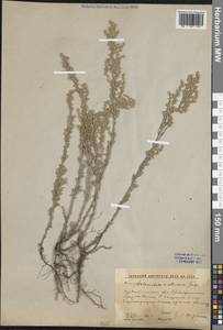 Полынь австрийская Jacq., Восточная Европа, Средневолжский район (E8) (Россия)