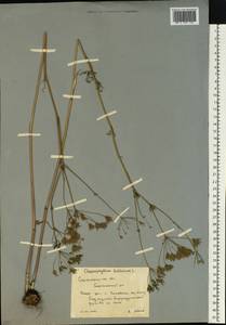 Бутень Прескотта DC., Восточная Европа, Нижневолжский район (E9) (Россия)