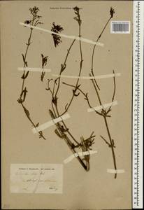 Centranthus longiflorus subsp. longiflorus, Зарубежная Азия (ASIA) (Турция)