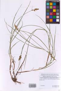 Поточник сжатый, Блисмус сжатый (L.) Panz. ex Link, Восточная Европа, Московская область и Москва (E4a) (Россия)