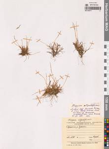 Фиппсия стройная (Th.Fr.) Lindeb., Сибирь, Чукотка и Камчатка (S7) (Россия)