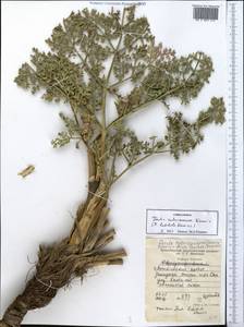 Ферула краснопесчаниковая Korovin, Средняя Азия и Казахстан, Западный Тянь-Шань и Каратау (M3) (Таджикистан)