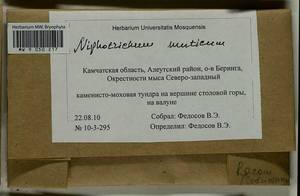 Niphotrichum muticum (Kindb.) Bedn.-Ochyra & Ochyra, Гербарий мохообразных, Мхи - Чукотка и Камчатка (B21) (Россия)