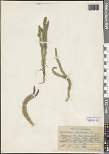 Spinulum annotinum subsp. annotinum, Сибирь, Прибайкалье и Забайкалье (S4) (Россия)