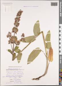 Чистец германский L., Кавказ, Ставропольский край, Карачаево-Черкесия, Кабардино-Балкария (K1b) (Россия)