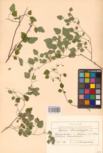 Спирея дубровколистная, Таволга дубровколистная L., Восточная Европа, Западно-Украинский район (E13) (Украина)