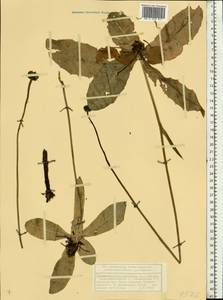 Trommsdorffia maculata (L.) Bernh., Восточная Европа, Волжско-Камский район (E7) (Россия)