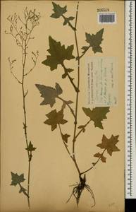 Мицелис стенной (L.) Dumort., Восточная Европа, Центральный лесостепной район (E6) (Россия)