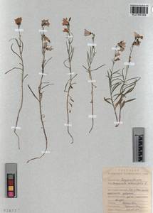 KUZ 004 908, Колокольчик круглолистный L., Сибирь, Алтай и Саяны (S2) (Россия)