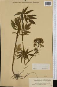 Valeriana excelsa subsp. sambucifolia (J. C. Mikan ex Pohl) Holub, Западная Европа (EUR) (Австрия)