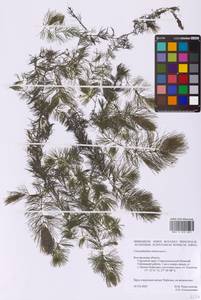 Роголистник светло-зеленый L., Восточная Европа, Центральный лесостепной район (E6) (Россия)