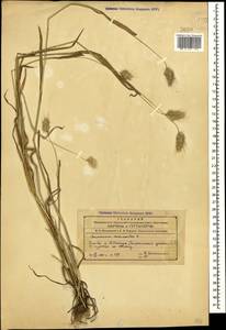 Falona echinata (L.) Dumort., Кавказ, Азербайджан (K6) (Азербайджан)