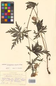 Aconitum karafutense subsp. karafutense, Сибирь, Дальний Восток (S6) (Россия)