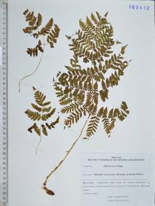 Кочедыжник йокосукский (Franch. & Sav.) Christ, Сибирь, Дальний Восток (S6) (Россия)