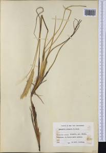 Calamagrostis arenaria (L.) Roth, Западная Европа (EUR) (Финляндия)
