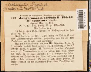 Neoorthocaulis floerkei (F. Weber & D. Mohr) L. Söderstr., De Roo & Hedd., Гербарий мохообразных, Мхи - Западная Европа (BEu) (Польша)