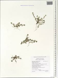 Aphanes microcarpa (Boiss. & Reut.) Rothm., Африка (AFR) (Португалия)