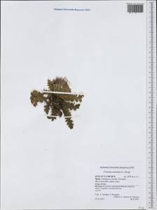 Cirsium acaule (L.) Scop., Западная Европа (EUR) (Испания)