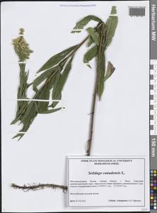 Золотарник канадский L., Сибирь, Западная Сибирь (S1) (Россия)