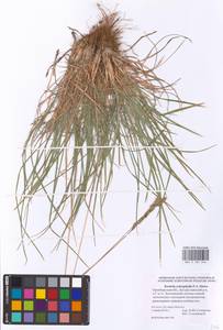 Koeleria macrantha subsp. macrantha, Восточная Европа, Восточный район (E10) (Россия)