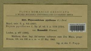 Physcomitrium pyriforme (Hedw.) Brid., Гербарий мохообразных, Мхи - Западная Европа (BEu) (Румыния)