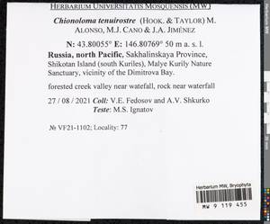 Chionoloma tenuirostre (Hook. & Taylor) M. Alonso, M.J. Cano & J.A. Jiménez, Гербарий мохообразных, Мхи - Дальний Восток (без Чукотки и Камчатки) (B20) (Россия)
