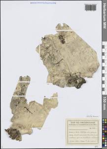 Береза Эрмана Cham., Сибирь, Дальний Восток (S6) (Россия)