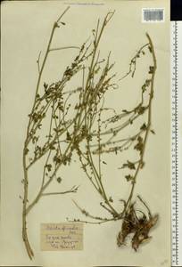 Донник лекарственный (L.) Lam., Восточная Европа, Центральный район (E4) (Россия)