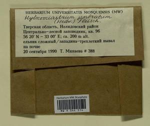 Hylocomiastrum umbratum (Hedw.) M. Fleisch. ex Broth., Гербарий мохообразных, Мхи - Центральное Нечерноземье (B6) (Россия)