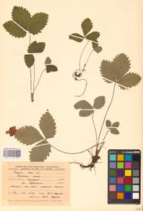 Земляника лесная L., Восточная Европа, Центральный лесостепной район (E6) (Россия)