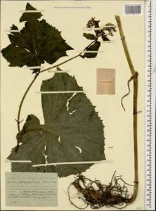 Caucasalia pontica (K. Koch) Greuter, Кавказ, Ставропольский край, Карачаево-Черкесия, Кабардино-Балкария (K1b) (Россия)