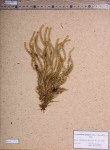 Spinulum annotinum subsp. dubium (Zoëga) J.H.Xue, Chepinoga & K.P.Ma, Сибирь, Прибайкалье и Забайкалье (S4) (Россия)