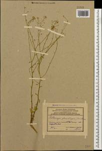 Peltariopsis planisiliqua (Boiss.) N. Busch, Кавказ, Азербайджан (K6) (Азербайджан)