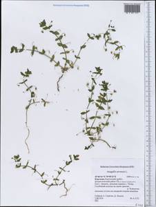 Lysimachia arvensis subsp. arvensis, Средняя Азия и Казахстан, Северный и Центральный Тянь-Шань (M4) (Киргизия)