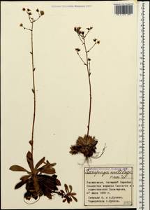 Камнеломка хрящеватая (Willd.) D. A. Webb, Кавказ, Азербайджан (K6) (Азербайджан)