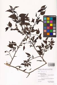 Груша обыкновенная, Груша садовая L., Восточная Европа, Центральный лесостепной район (E6) (Россия)