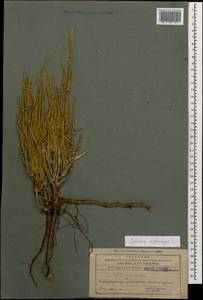 Хвойник двухколосковый, Эфедра двуколосковая L., Кавказ, Азербайджан (K6) (Азербайджан)