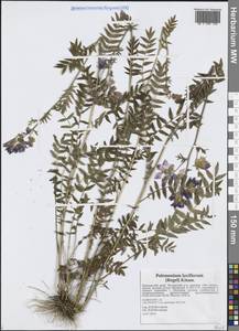 Синюха китайская (Brand) Brand, Сибирь, Дальний Восток (S6) (Россия)