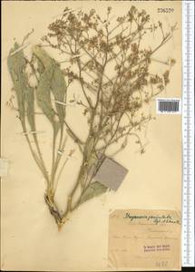 Lepidium paniculatum (Regel & Schmalh.) Al-Shehbaz, Средняя Азия и Казахстан, Западный Тянь-Шань и Каратау (M3) (Казахстан)