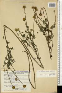 Cota tinctoria subsp. tinctoria, Кавказ, Грузия (K4) (Грузия)