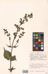 MHA 0 156 152, Шалфей железистый, Шалфей клейкий L., Восточная Европа, Западно-Украинский район (E13) (Украина)